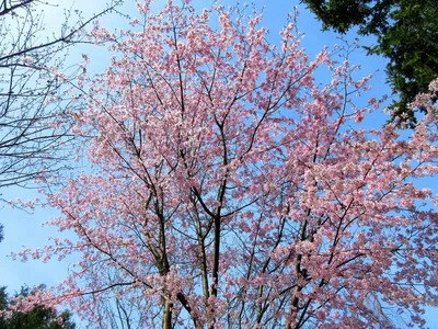 Изображение вишни сахалинской: прекрасный подарок для любителей природы