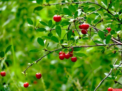 Фото вишни сахалинской: красота природы в формате WebP