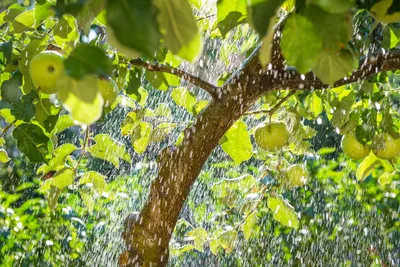 Изображение дерева вишни сахалинской: прекрасное решение для вашей презентации