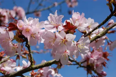 Картинка вишни сахалинской: наслаждение для глаз