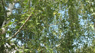 Красивая фотография вишни сахалинской: прекрасный выбор для постера