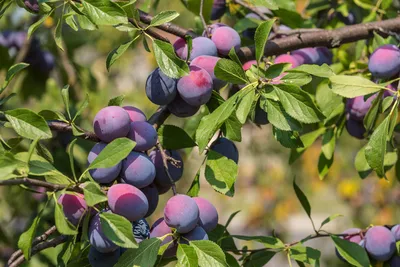 Изображение вишни сахалинской: прекрасный выбор для вашего блога о природе