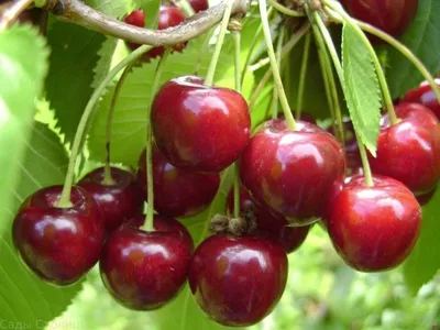 Картинка вишни сахалинской: красота природы в высоком разрешении