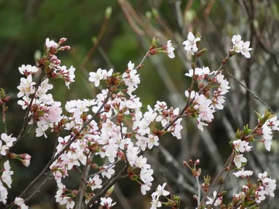 Фото дерева вишни сахалинской: красота природы в высоком разрешении