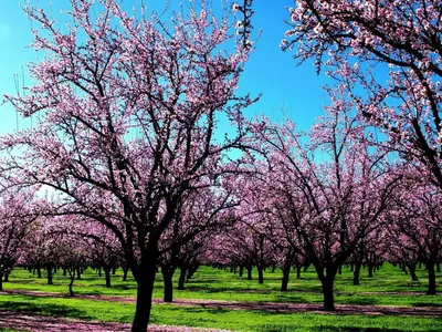 Фото вишни в цвету: яркие и насыщенные оттенки
