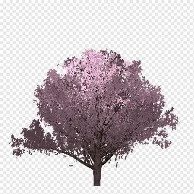 Фото вишневых деревьев весной: прекрасное зрелище