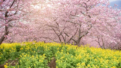 Фото вишневых цветов: яркие и насыщенные
