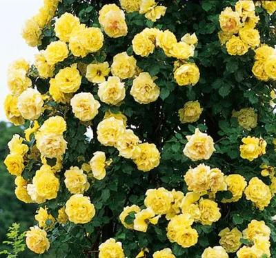 Вьющиеся розы: посадка и уход - HappyModern.RU | Climbing roses trellis,  Climbing roses, Rose arbor