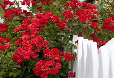 Плетистые розы: вдохновенное оформление вашего сада