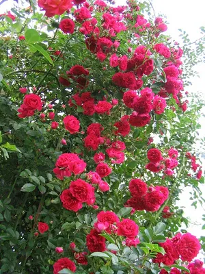 Вертикальное озеленение - плетистая роза | Фото