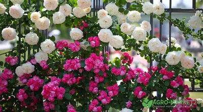 🌹Плетистые розы: ТОП продаж🔥 Все плетистые розы прекрасны😍 Но есть среди  них настоящие королевы, от которых невозможно оторвать… | Instagram