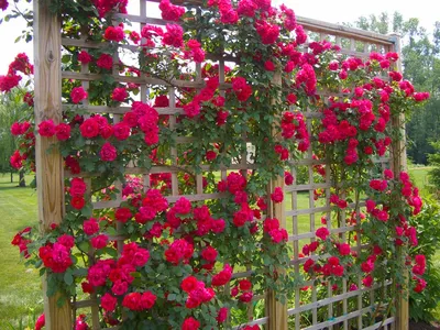 Плетущиеся розы (39 фото) - 39 фото