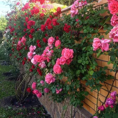Плетистые розы: посадка и уход, виды и сорта, фото, использование в  ландшафтном дизайне