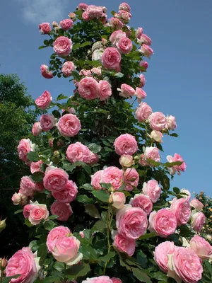 Плетистые розы для стен • Розы и сад
