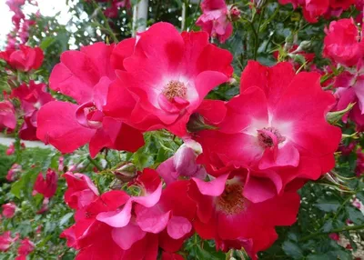 Плетистые розы: все ОТ истории возникновения ДО посадки и ухода за  растением - Посадика
