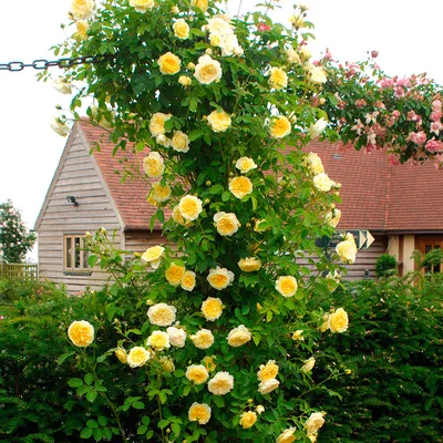 Фотообои Вьющиеся розы на зелёном фоне артикул Bo-188 купить в Оренбург|;|9  | интернет-магазин ArtFresco
