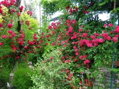 Какие ошибки допускают цветоводы при выращивании плетистой розы