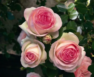 Купить Вьющиеся розы, 3,5 см, темно-розовые, 5 шт от Roses - Scrap5.ru  Товары для скрапбукинга