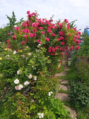 Вьющиеся розы - украшение вашего сада🌹 ⠀ Плетистые розы, пожалуй, самые  популярные декоративные цветы! Благодаря своему эффектному… | Instagram
