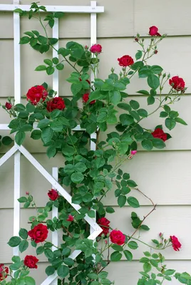 Пьер де Ронсар (Pierre de Ronsard) вьющиеся розы пионовидные розы роза  плетистая купить