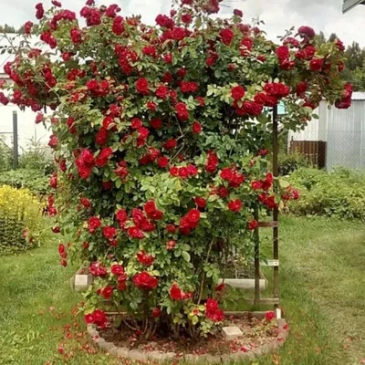 Как ухаживать за розами в саду осенью - GreenCorridor