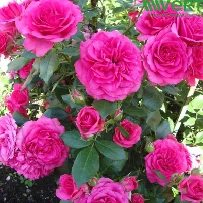 Купить со скидкой Фотообои - Вьющиеся розы по цене от 1100 руб. за м2.