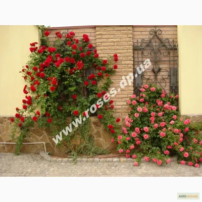 Акция!!! Вьющиеся розы: амадеус, розанна, полька.: 200 KGS ➤ Цветы | Бишкек  | 53068852 ᐈ lalafo.kg