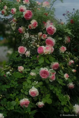 Вьющиеся розы :: Tamara * – Социальная сеть ФотоКто