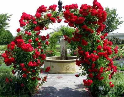 Продам плетистые розы, купить плетистые розы, Днепропетровская обл —  Agro-Ukraine