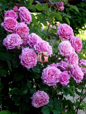 Плетистые розы сорта Ландшафтный дизайн | GreenPost