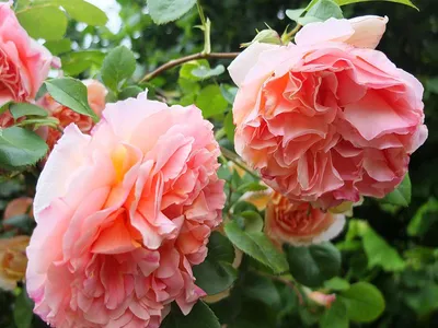 Вьющиеся розы - украшение вашего сада🌹 ⠀ Плетистые розы, пожалуй, самые  популярные декоративные цветы! Благодаря своему эффектному… | Instagram