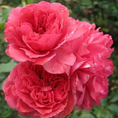 Роза плетистая. Сорта и особенности плетистых роз. - YouTube