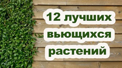 13 лучших вьющихся растений для забора | ivd.ru