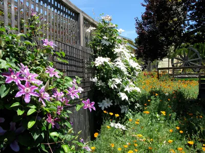 Лучшие вьющиеся растения для сада и огорода | myDecor