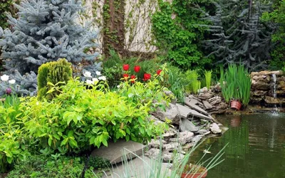 Фото влажных садов и болотных растений, которые позволят вам насладиться красотой дикой природы.