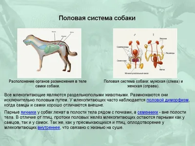 Половая система собаки (65 фото) - картинки sobakovod.club