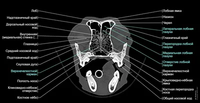 Голова собаки (КТ): нормальная анатомия | vet-Anatomy