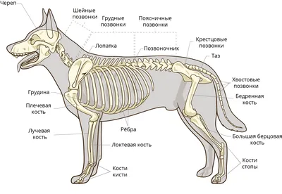 Строение собаки рисунок - 64 фото