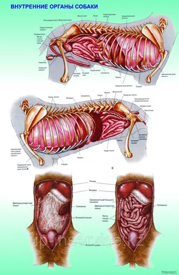 Расположение внутренних органов у собаки (58 фото) - картинки sobakovod.club