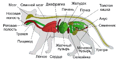 Анатомия кошек - внутренние органы кошек - kisa.su