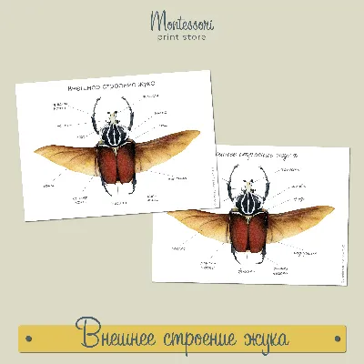 Внешнее строение жука - карточки Монтессори купить и скачать