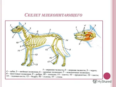 Внешнее и внутреннее строение млекопитающих на примере крысы. Конспект  урока \"общая характеристика и особенности внешнего строения млекопитающих\"