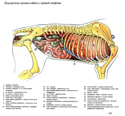 Расположение внутренних органов у собаки (58 фото) - картинки sobakovod.club