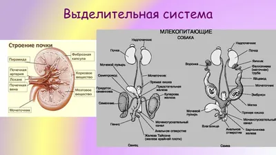 Презентация \"Внутреннее строение Млекопитающих\" (в картинках)