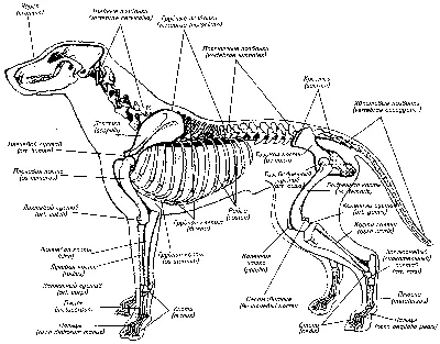 Строение собаки рисунок - 64 фото