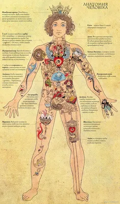 Тело человека - где находится душа - Фото-Град