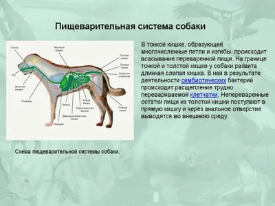 Строение собаки рисунок - 64 фото