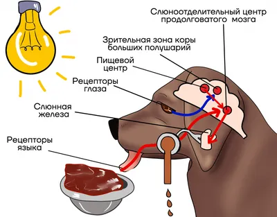 Строение собаки рисунок - 64 фото