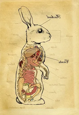 Рисунки структура собаки (44 фото) »