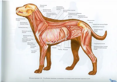 Анатомия органов собаки (67 фото) - картинки sobakovod.club